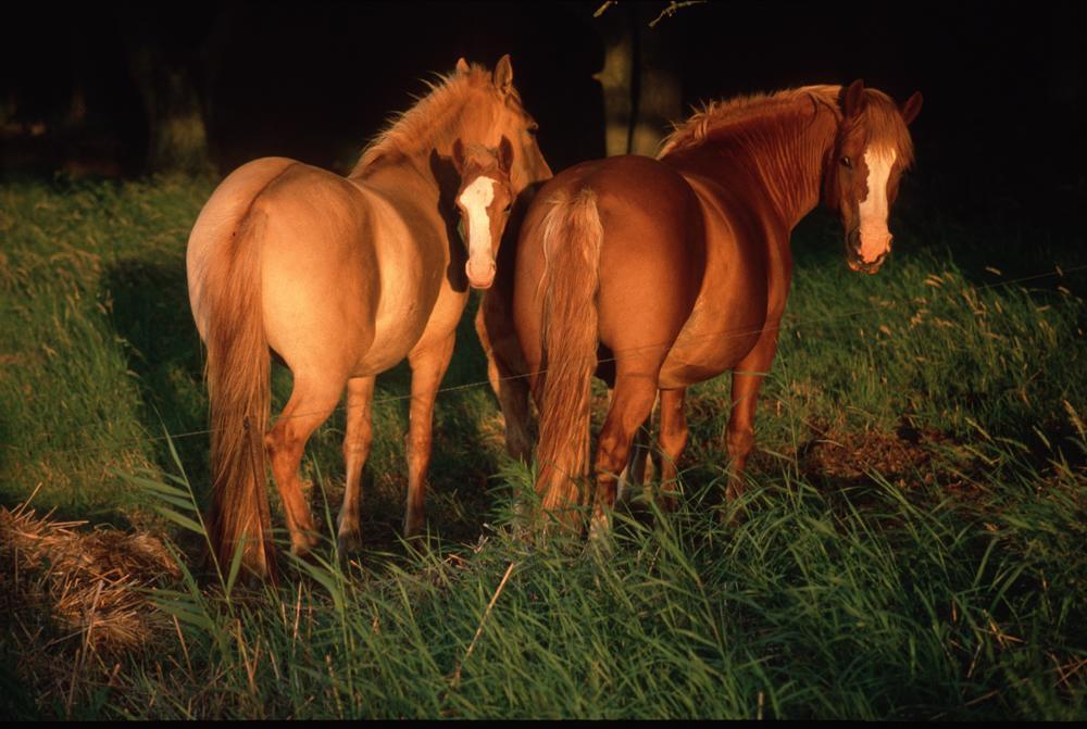 Ferienwohnungen Kanuhof Freest Bagian luar foto